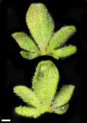 Veronica triphyllos. Leaf surfaces of upper leaves (wild plant), adaxial (above) and abaxial (below). Scale = 1 mm.
 Image: P.J. Garnock-Jones © P.J. Garnock-Jones CC-BY-NC 3.0 NZ